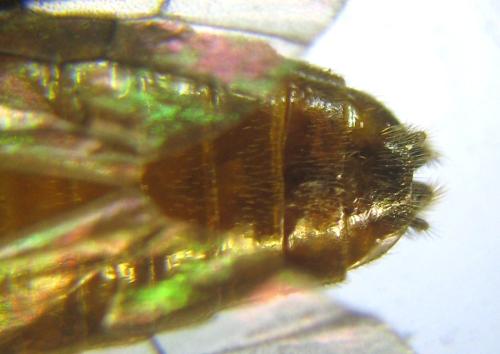 Aprosthema melanurum