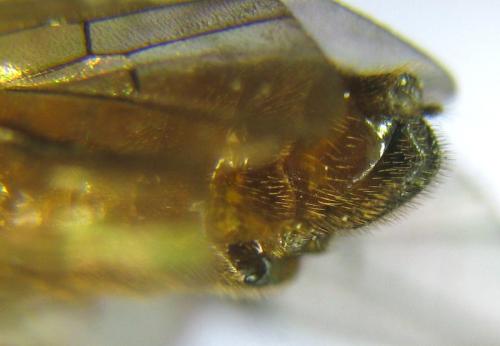 Réf. 309 972 : Aprosthema melanurum