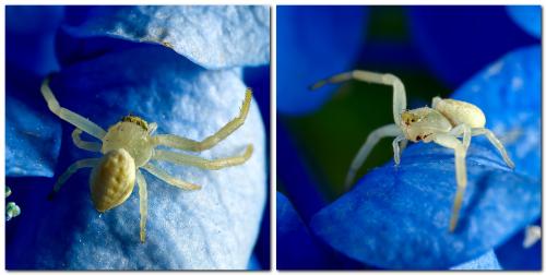 Misumena vatia