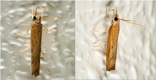 Pediasia contaminella
