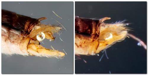 Lype phaeopa