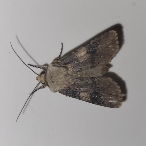 Agrotis puta