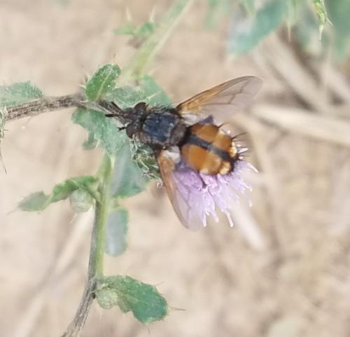 Tachina sp.