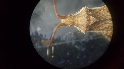 Coriomeris denticulatus
