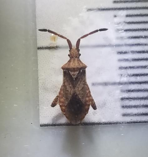Coriomeris denticulatus