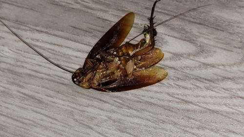 Periplaneta australasiae