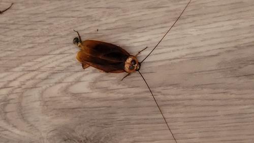 Periplaneta australasiae