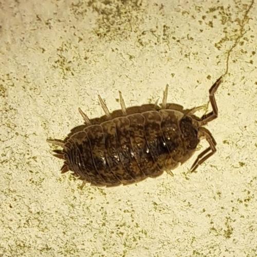 Porcellio scaber