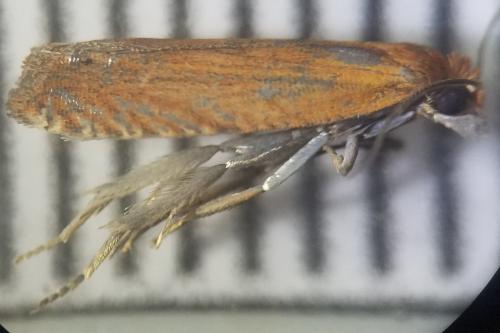 Lathronympha strigana