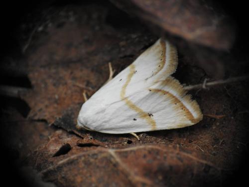 Eublemma pura