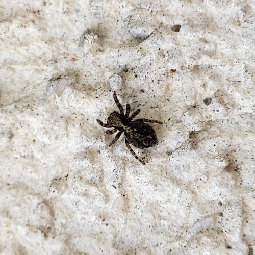 Pseudeuophrys lanigera