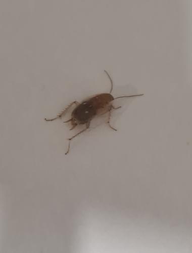 Ectobius sp.