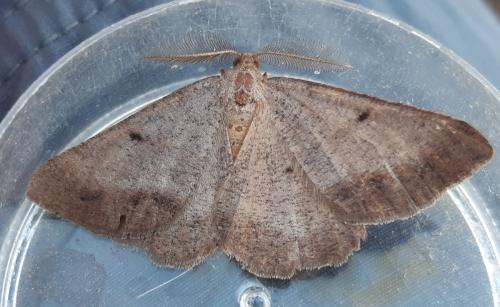 Selidosema brunnearia