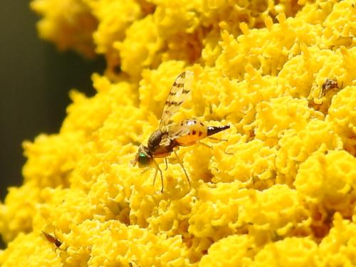 Myopites apicatus
