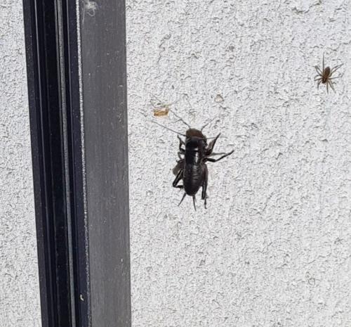 Gryllus campestris