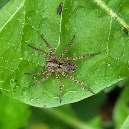 Pardosa sp.