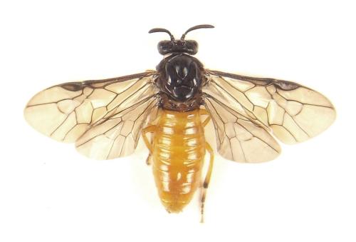 Aprosthema melanurum
