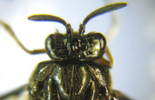 Aprosthema melanurum
