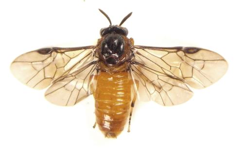 Réf. 309 991 : Aprosthema melanurum