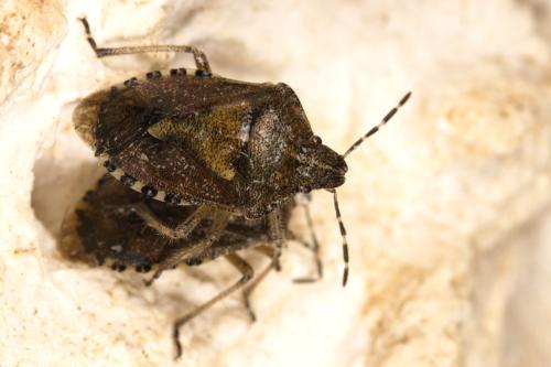 Réf. 309 856 : Dolycoris baccarum