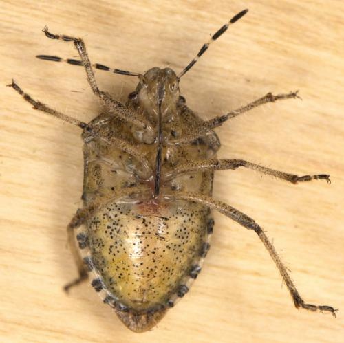 Réf. 309 857 : Dolycoris baccarum