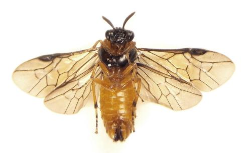 Aprosthema melanurum