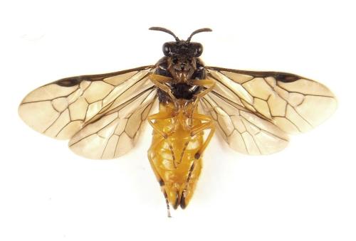 Aprosthema melanurum