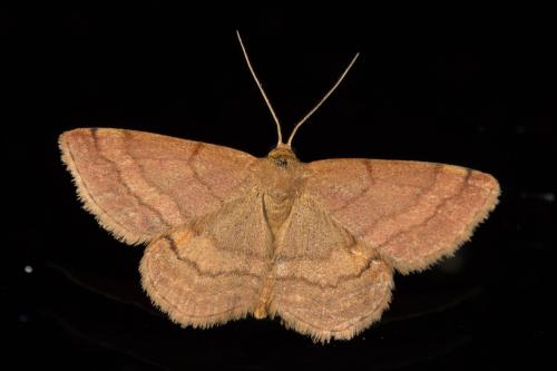 Réf. 309 072 : Scopula rubiginata