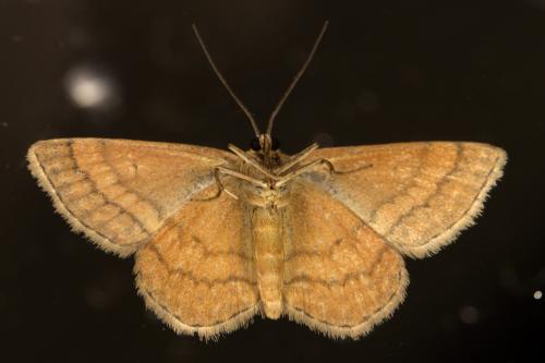 Réf. 309 074 : Scopula rubiginata