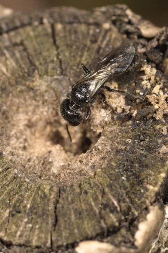 Réf. 309 653 : Pemphredon sp.
