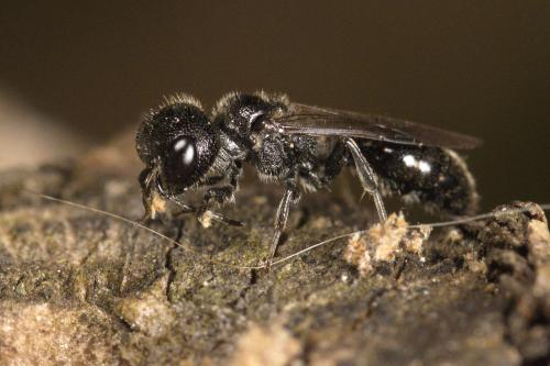 Pemphredon sp.