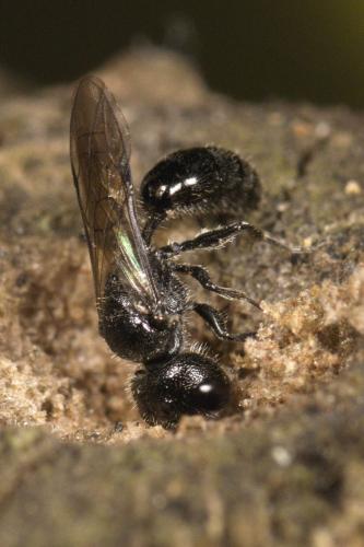 Réf. 309 654 : Pemphredon sp.