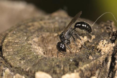 Réf. 309 652 : Pemphredon sp.