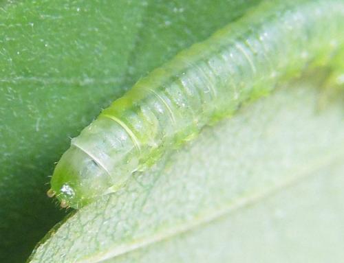 Réf. 309 585 : Euura tibialis