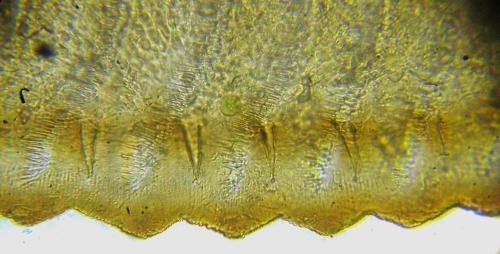 Aprosthema melanurum