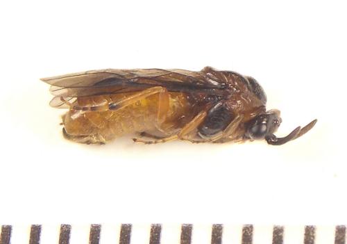 Aprosthema melanurum