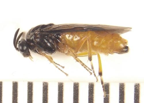 Aprosthema melanurum