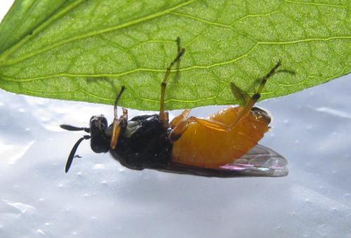 Aprosthema melanurum