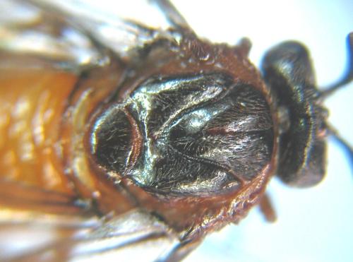 Aprosthema melanurum