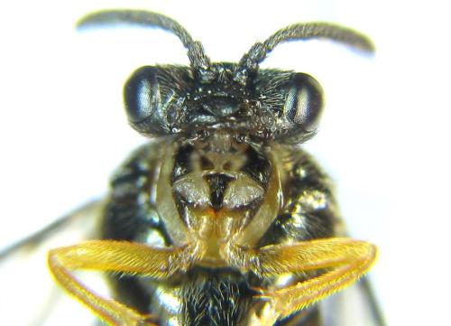 Aprosthema melanurum