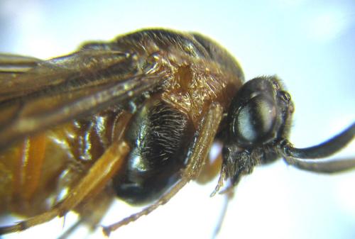 Aprosthema melanurum
