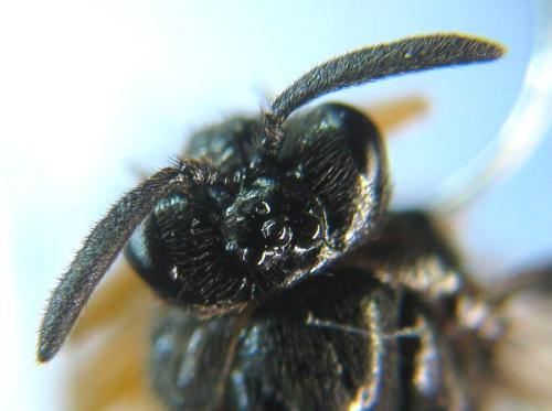 Aprosthema melanurum