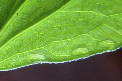 Aprosthema melanurum