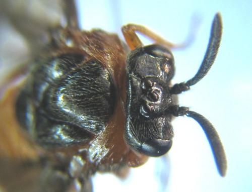 Aprosthema melanurum