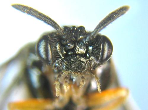 Réf. 309 946 : Aprosthema melanurum