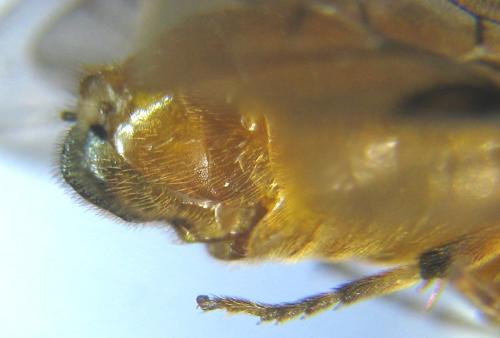 Réf. 309 997 : Aprosthema melanurum