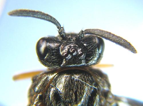 Aprosthema melanurum