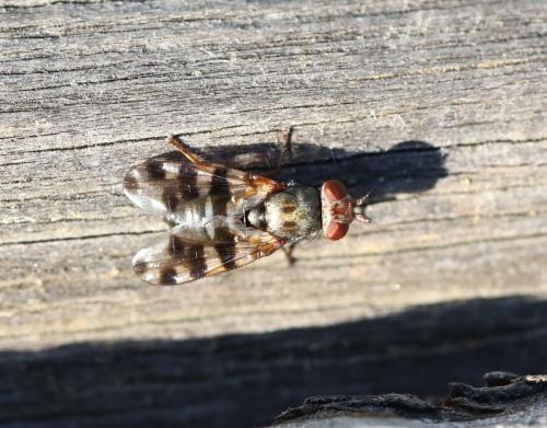 Réf. 309 502 : Ceroxys hortulana