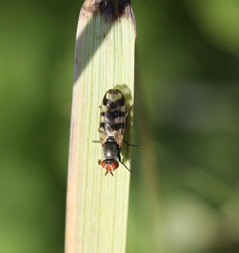 Réf. 309 488 : Ceroxys urticae