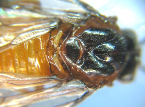Aprosthema melanurum
